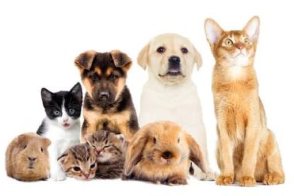 Blessing of the Animals – Saturday Oct 4th